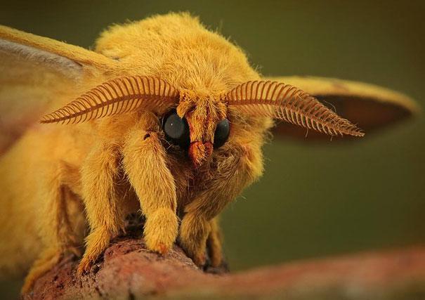 Venezuelan Poodle Moth... Autors: sancisj Dīvaini dzīvnieki par kuru eksistenci tu pat nenojaut!