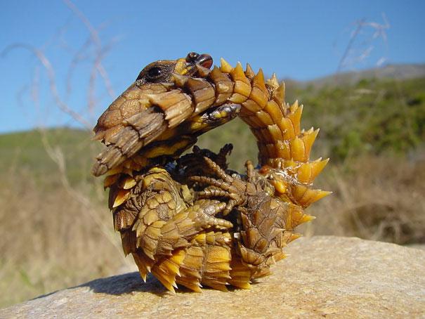 Thorny Dragon Dzelkscaronņu... Autors: sancisj Dīvaini dzīvnieki par kuru eksistenci tu pat nenojaut!