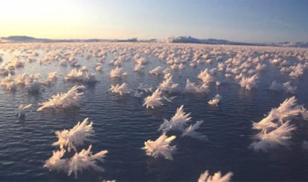 Šīs ledus rozes izveidojās uz... Autors: SākuDzīvi NoJauna 15 fantastiskas parādības, kas sastopamas uz mūsus zemes