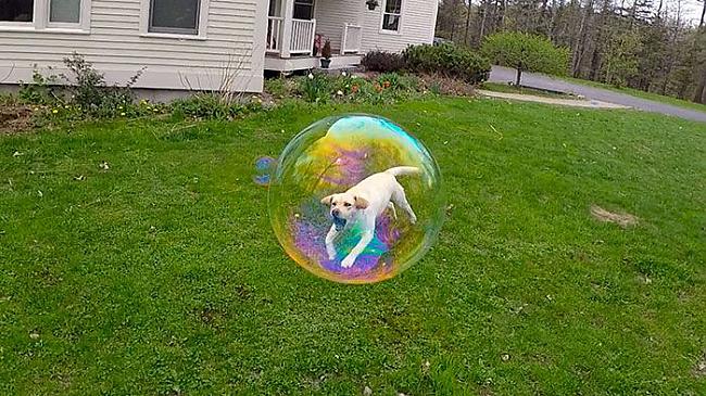 Suns burbulī Tas pagaidām arī... Autors: SākuDzīvi NoJauna Bildes pareizajā mirklī, lai uz tām paskatītos divreiz.