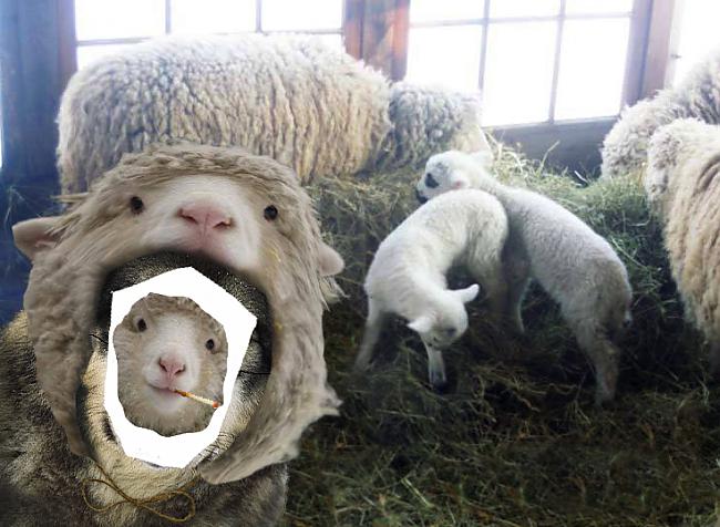Ā nē tomēr aita Autors: sancisj Ja esi aita, neliec selfiju internetā! Pag, ko?