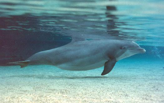 Delfīni grūtniecība slaikā... Autors: Prāta Darbnīca 5 briesmīgākās dabā sastopamās grūtniecības