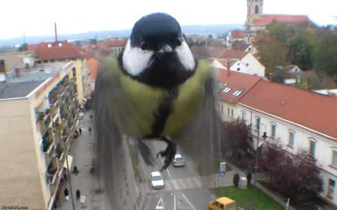 Vairāk nekā 1000 putnu gadā... Autors: Mārtiņš2 20+ interesanti fakti