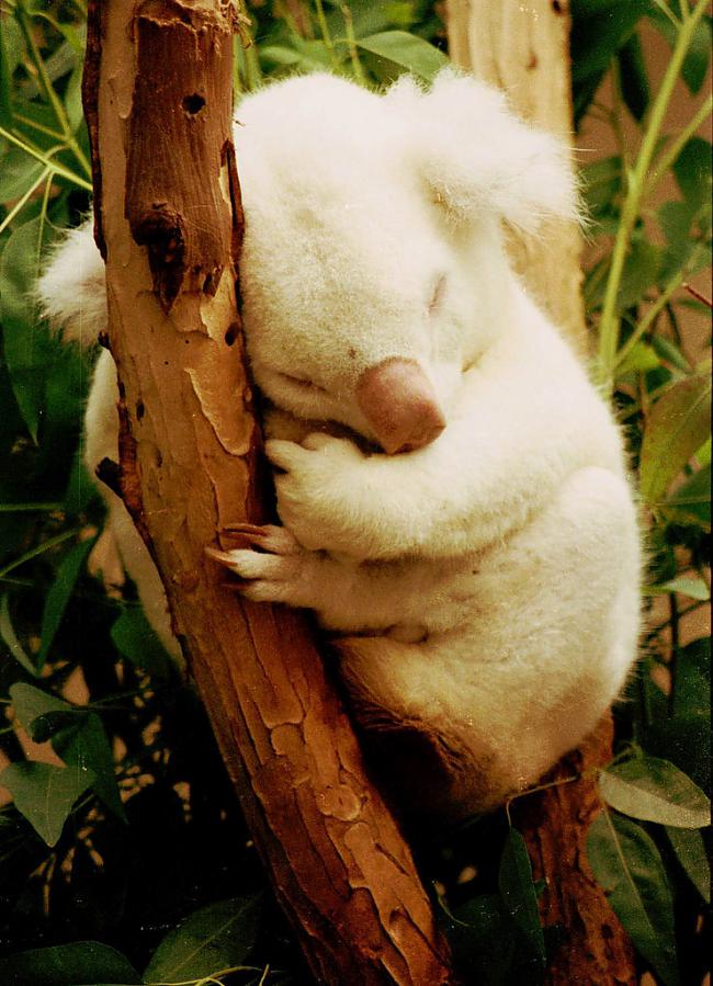 Guļošā koala Autors: SākuDzīvi NoJauna Unikālie albīni - dzīvnieki, kurus daba aizmirsa izkrāsot.