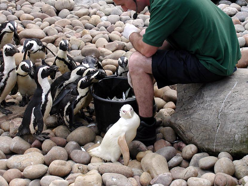 Šis draudzīgais pingvīns Autors: SākuDzīvi NoJauna Unikālie albīni - dzīvnieki, kurus daba aizmirsa izkrāsot.
