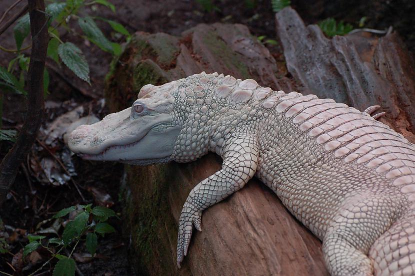 Spokainais aligators Autors: SākuDzīvi NoJauna Unikālie albīni - dzīvnieki, kurus daba aizmirsa izkrāsot.