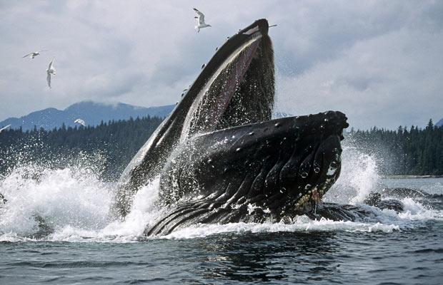 Plātņvaļi ir vislielākie... Autors: SnYx Kur dzīvo zilie vaļi?