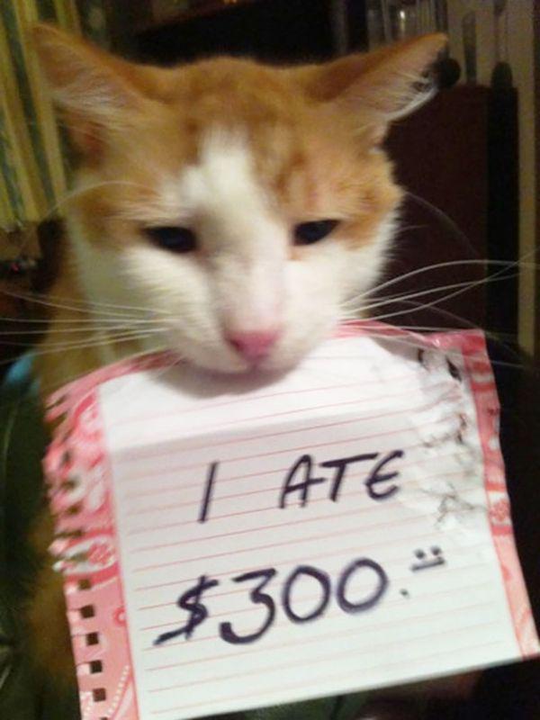 Es apēdu 300 dolārusnbsp Autors: Mao Meow Kaķu zīmītes saviem saimniekiem!