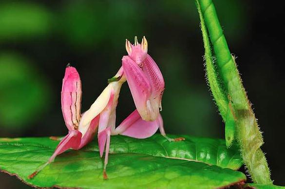 rozā dievlūdzejs Pink Orchid... Autors: Fosilija Ticiet vai nē bet tas nav photoshops!