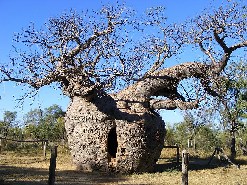 The Boab Prison Tree Autors: SnYx 10 vissdīvainākie koki pasaulē.
