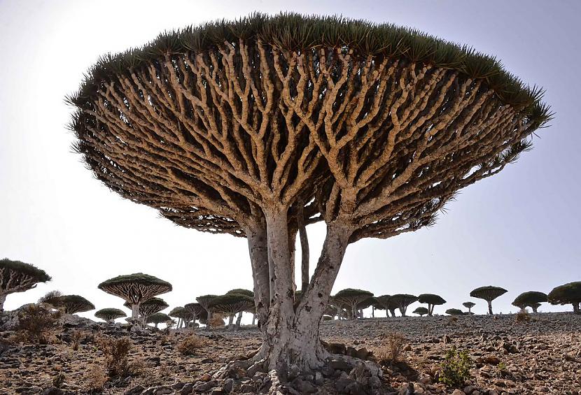 Dragon Tree Autors: SnYx 10 vissdīvainākie koki pasaulē.