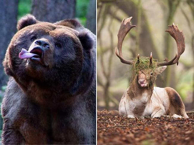  Autors: Muujabele Kad gribas visai pasaulei parādīt mēli!