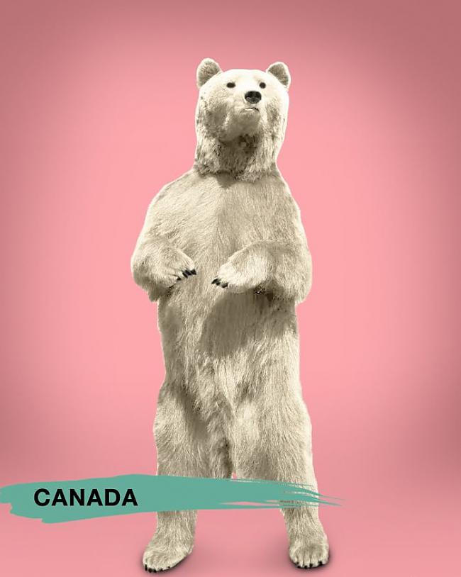 Kanāda Autors: forever clear Kāds ir ideāls lācis!