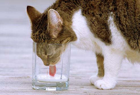 7 Kaķi dzer ūdeni ar mēles... Autors: spocens153 Faktiņi par kaķiem :)