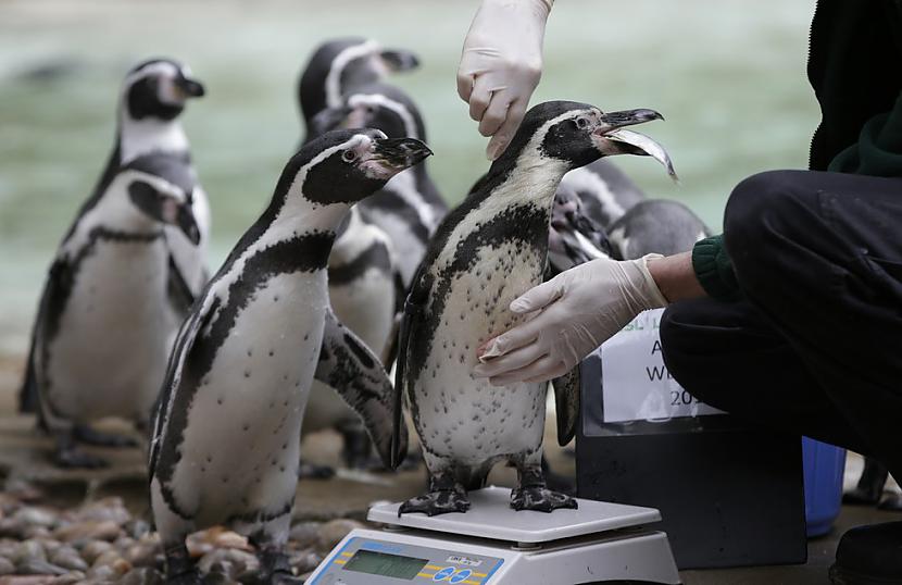 Humbolta pingvīnu ikgadējais... Autors: kaķūns 26 spēcīgākie attēli pagājušajā nedēļā