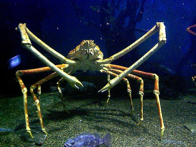 Japānas zirnekļkrabisKrabis... Autors: Pūcīte10 12 Dziļo ūdens dzīļu iemītnieki