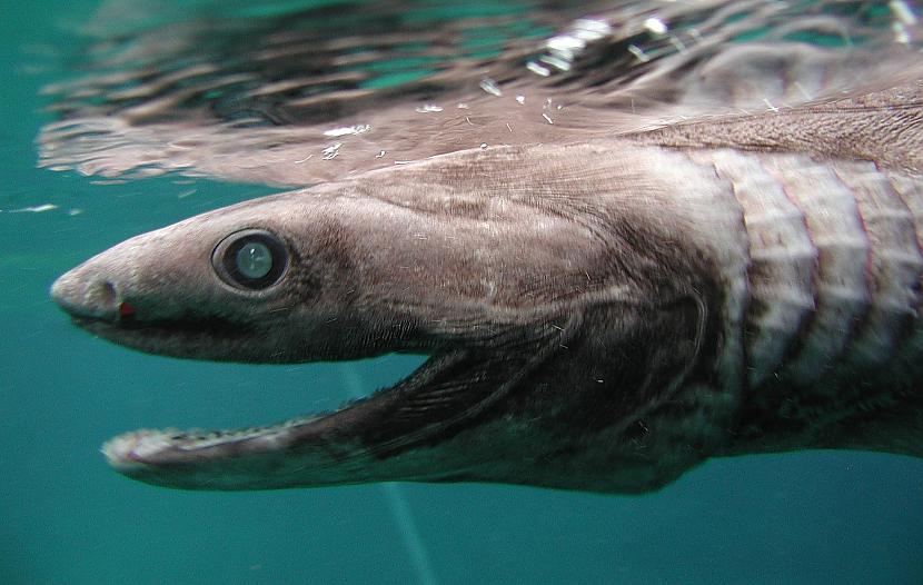 Frilled shark jeb kruzuļainā... Autors: Pūcīte10 12 Dziļo ūdens dzīļu iemītnieki