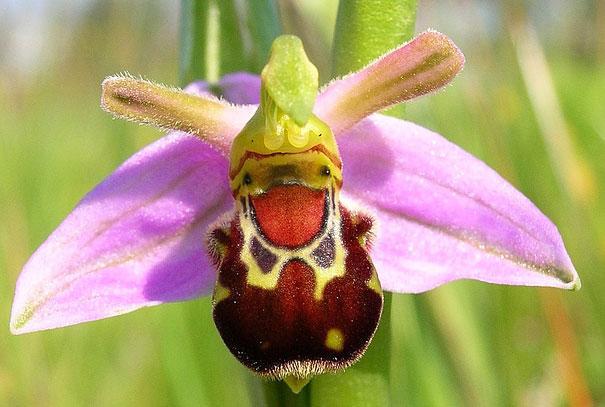 Ophrys bomybliflora Autors: Prāta Darbnīca Ziedu ilūzijas - augi, kas izliekas