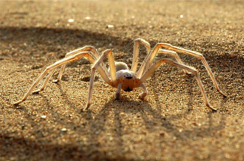 1 Moroccan FlicFlac Spider... Autors: Zirnrēklis Neparastākie zirnekļi #4