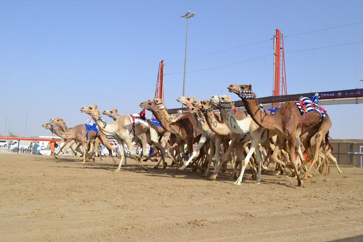 Arābi ļoti mīl zirgus kamieļus... Autors: Fosilija Vēl daži interesanti fakti par AAE un Dubaiju ..