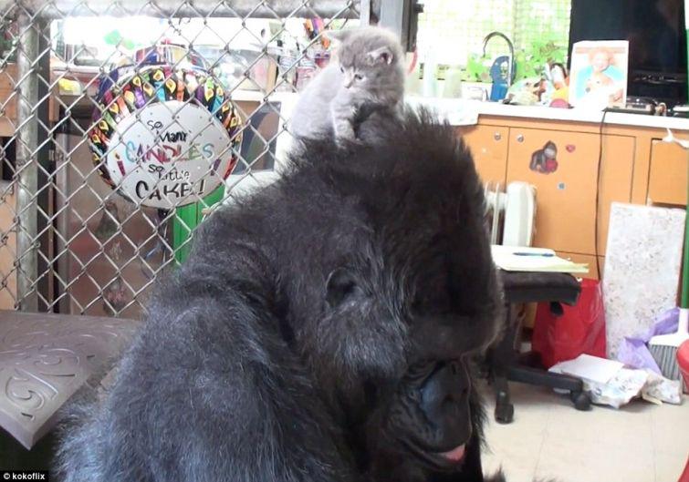 Strādniekinbspapgalvoka... Autors: zeminem Koko- 44gadīga gorilla kļūst par audžumammu kaķēniem.