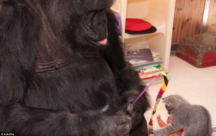 Koko ļoti nepatīk mazgāties... Autors: zeminem Koko- 44gadīga gorilla kļūst par audžumammu kaķēniem.