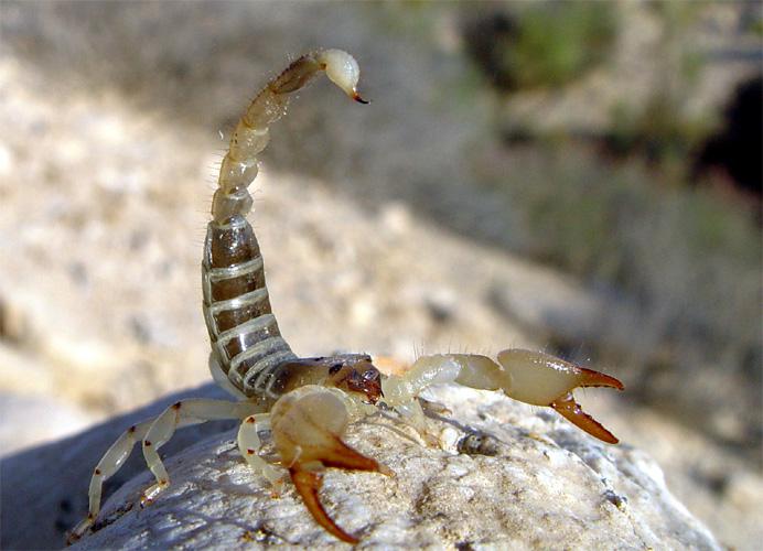 1 vieta ndash Skorpiona indeIr... Autors: Fosilija Seši dārgākie šķidrumi uz pasaules