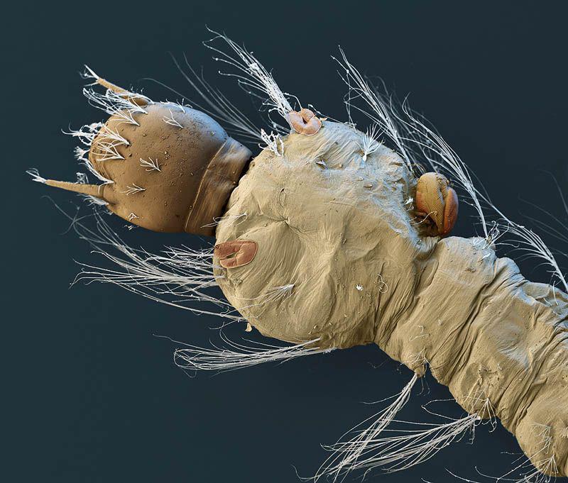 parazitējoscarons kukainis Autors: droop Attēli ar elektronmikroskopu