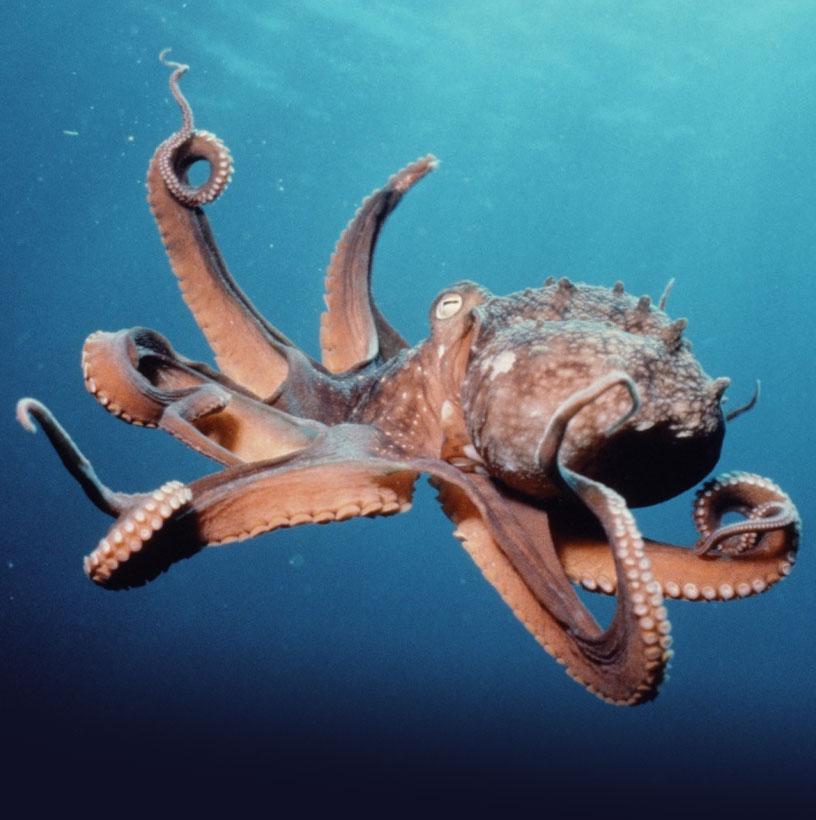 Korejā astoņkājus ēd dzīvus Autors: Geimeris Pavisam NETICAMI fakti!