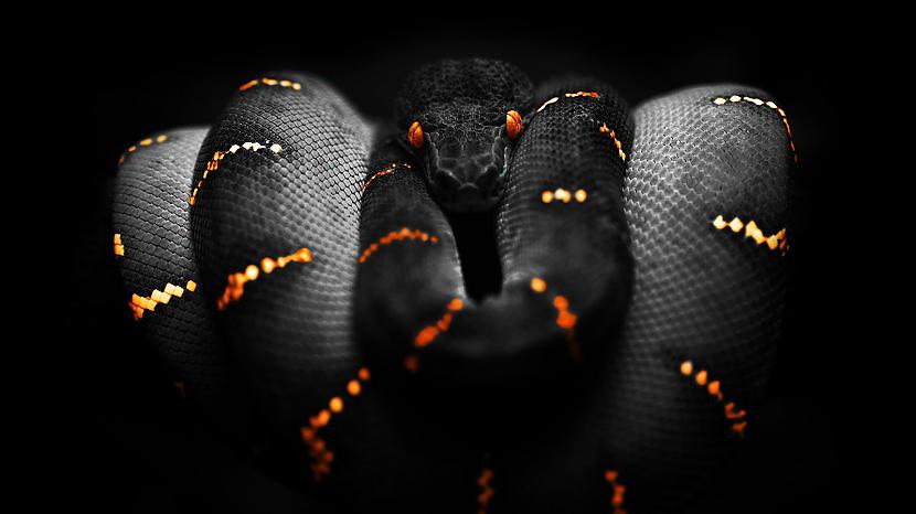  Autors: Tvītotāja 10 neparasti skaistas čūskas