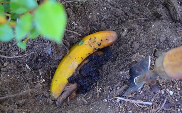 Banaanu miza ljoti noderiiga... Autors: ezkins 15 neticami veidi, kā izmantot banānu mizas