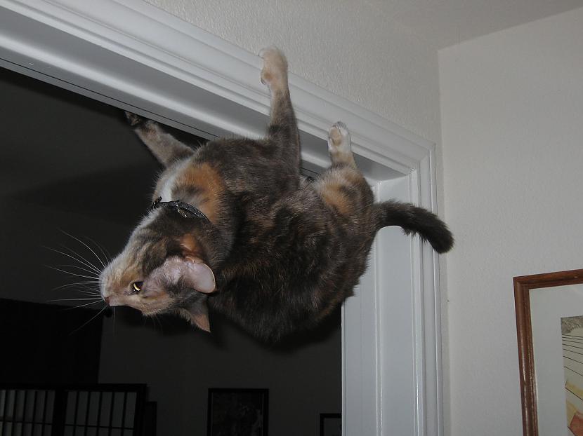  Autors: matilde Kaķi, kuri aizmirsa par gravitāciju!