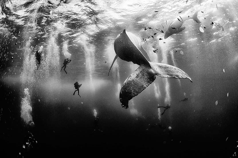 1 Vala čuksts Autors: ilvuciss 25 labākās National Geographic 2015 bildes!
