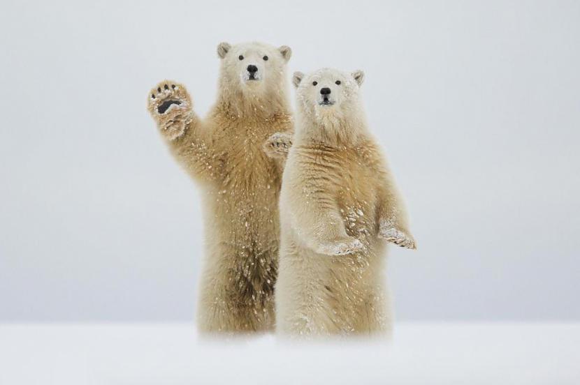 Sveiciens no Arktikas Autors: ilvuciss 25 labākās National Geographic 2015 bildes!
