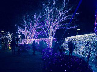  Autors: Fosilija Ziemas gaismas šovi Japānā