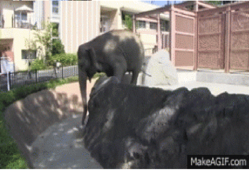  Autors: zeminem Šis kreatīvais zilonis vienkārši gribēja uzkodu...