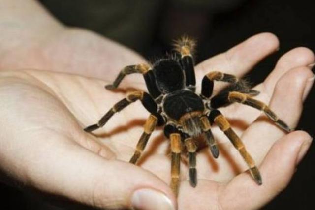 Polijā zirnekļi vai zirnekļa... Autors: super kaste Ziemassvētku fakti