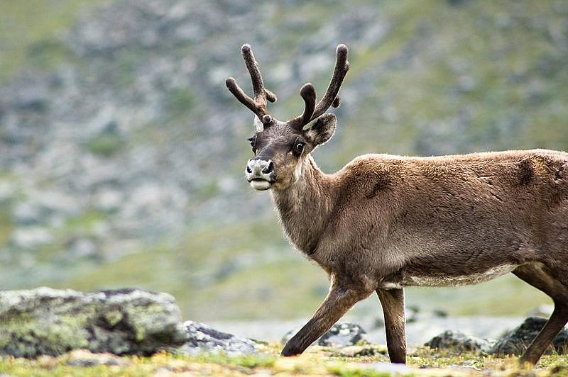 Lielākajai daļa no Santa... Autors: super kaste Ziemassvētku fakti