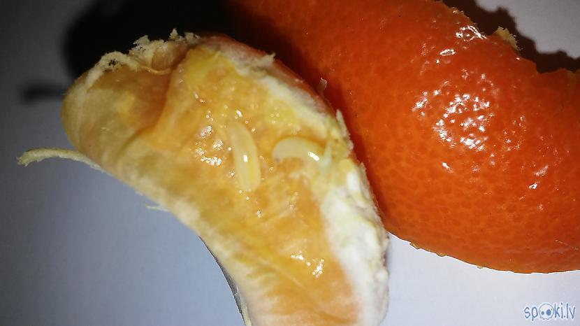 Izskatās glumi Autors: Šķiedra Garšīgi mandarīni, tārpi arī?