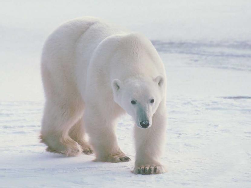 Baltais lācisnbspir lielākais... Autors: dekiz Sniegu un ledāju dzīvnieki.