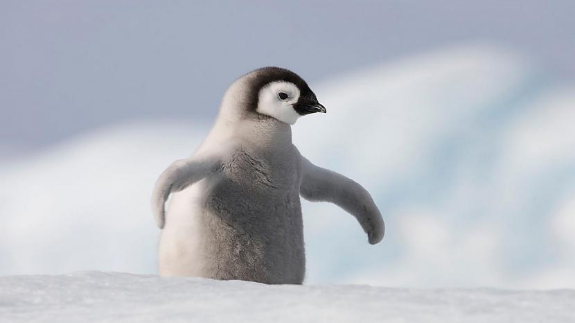 Pingvīninbspdzīvo kolonijās... Autors: dekiz Sniegu un ledāju dzīvnieki.