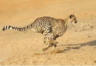 4vieta  GepardsĀtrākais... Autors: AreYouFuckingKiddingMe Top 5 ātrākie dzīvnieki uz zemeslodes