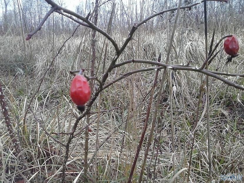  Autors: Fosilija Pilsblīdene...