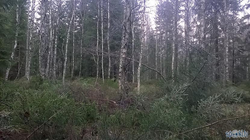 Meži vispār ir ļoti labi... Autors: kapuracējs Meža veči Zviedrijā,jeb,mans skatījums uz Zviedriju.