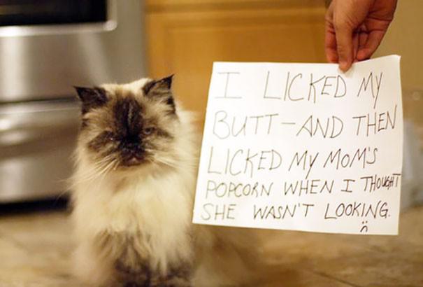  Autors: ilvuciss 25 kaķi atzīstas savos nedarbos. Un mazliet nožēlo!