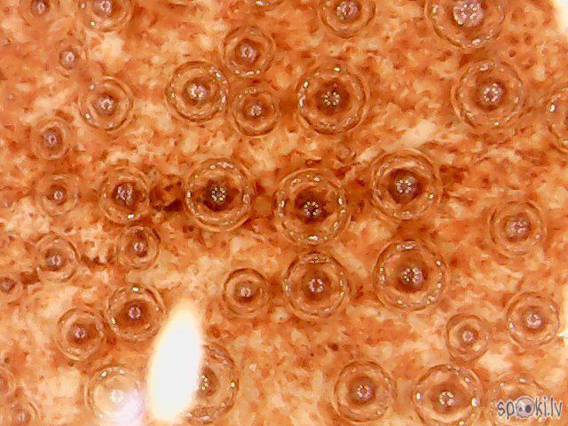 Mazliet Coca Cola izlieta uz... Autors: Fosilija Nopirku eBay'ā mikroskopu!