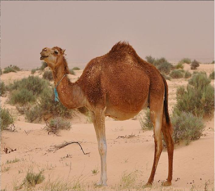 1vieta zelts  Vienkupra... Autors: AreYouFuckingKiddingMe Top 5 vislabāk adaptētie Sahāras tuksneša dzīvnieki