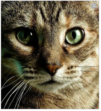 Elurofobija  bailes no kaķiem... Autors: Fosilija 10 dīvainākās fobijas.