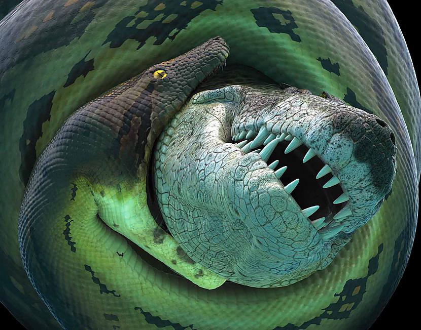 Vislielākā čūskaTitanboa... Autors: Agresīvais hakeris Lielākie jebkad eksistējušie dzīvnieki!