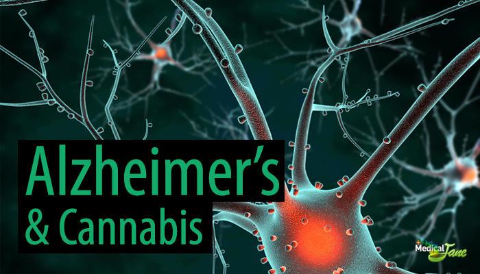 THC palēlina Alzheimera... Autors: PkerLv Marihuānas potencionāls ārstēt!